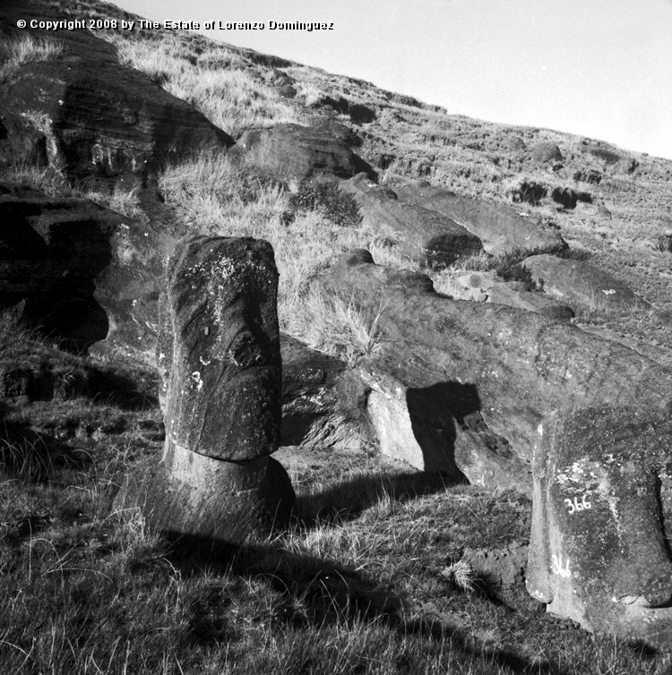 RRI_Cantera_Interior_20.jpg - Easter Island. 1960. Moai on the interior quarry of Rano Raraku. The carved quarry.